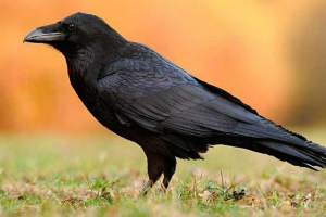 Ворон і ворона - хто живе довше? Ворон і ворона - хто живе довше?